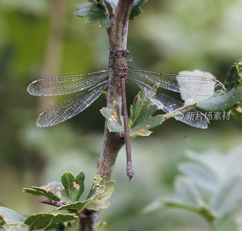 西柳展翅蜻蜓(lesstes viridis)雌性